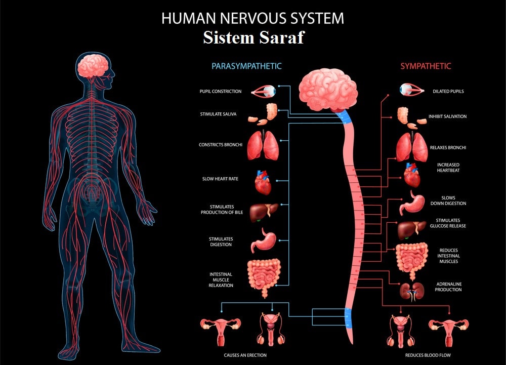 Apa Fungsi Sistem Saraf Pada Manusia