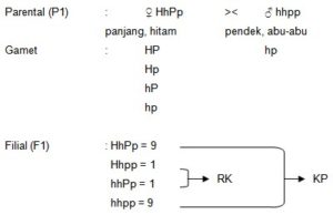 25+ Soal Pola Hereditas Pilihan Ganda Dan Jawaban