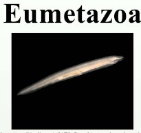 eumetazoa