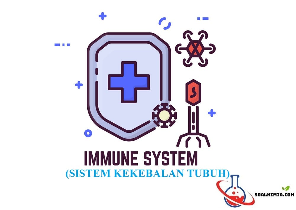 30+ Analisis soal sistem imun dan jawabannya info