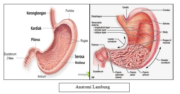 Anatomi Lambung