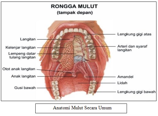 Anatomi Mulut