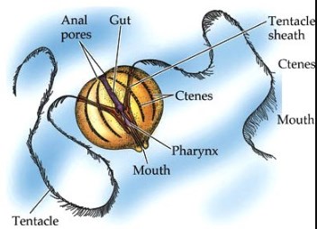 Ctenophora (ubur-ubur sisir)