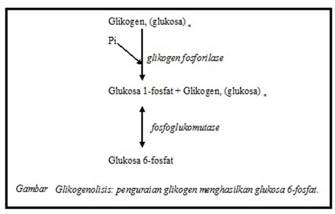 Glikogenolisis