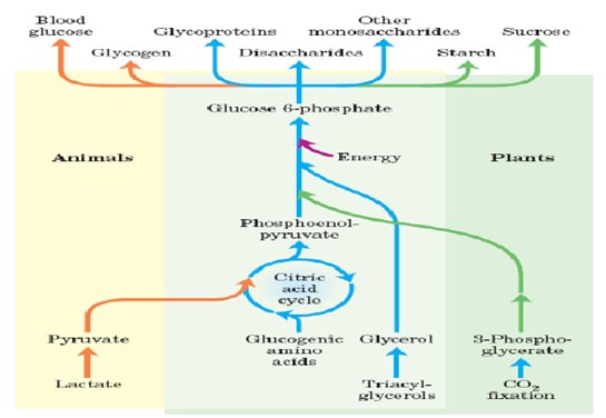 Glikoneogenesis