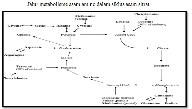 Jalur metabolisme asam amino dalam siklus asam sitrat
