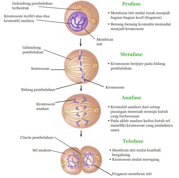 Pembelahan sel secara Mitosis