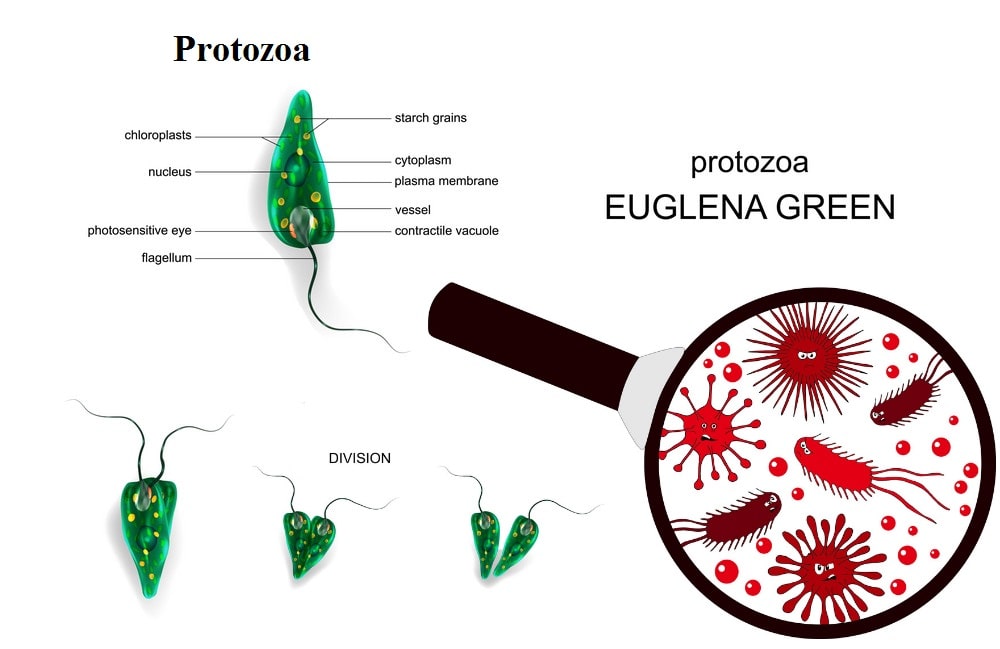 Protozoa 