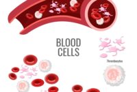 Sistem Peredaran Darah (Sirkulasi) - Pengertian, Fungsi dan Kelainannya
