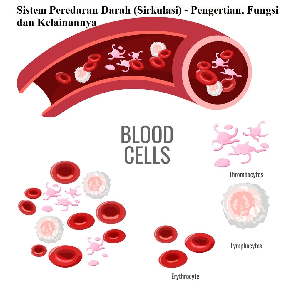 Sistem Peredaran Darah (Sirkulasi) - Pengertian, Fungsi dan Kelainannya