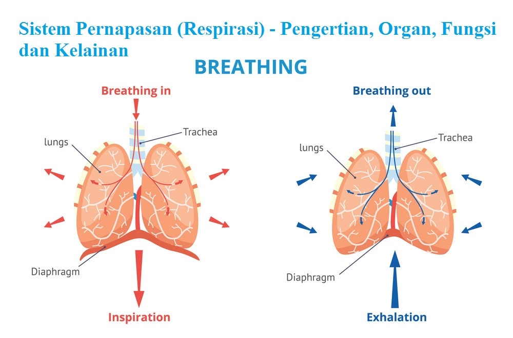 Sistem Pernapasan (Respirasi) - Pengertian, Organ, Fungsi dan Kelainan