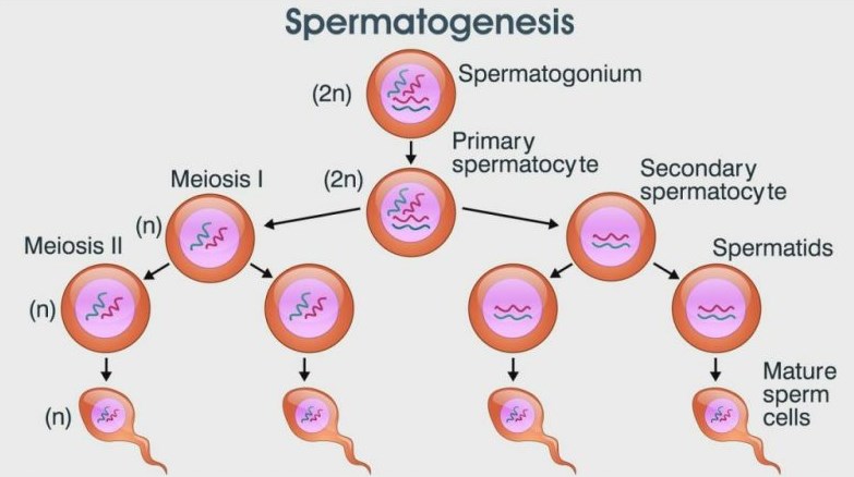 Spermatogenesis