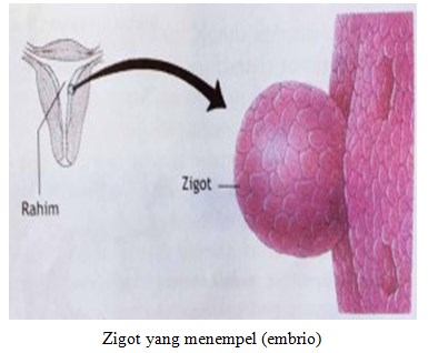 Zigot yang menempel (embrio)