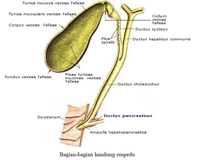 Sistem Ekskresi - Pengertian, Anatomi, Organ, Fungsi dan Gangguan