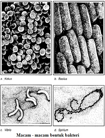 bentuk bakteri