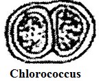 Chlorococcus sp