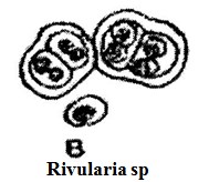 Rivularia sp