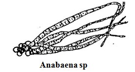 Anabaena sp