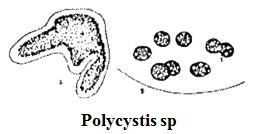 Polycystis sp