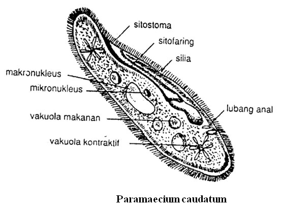 klasifikasi protozoa 3