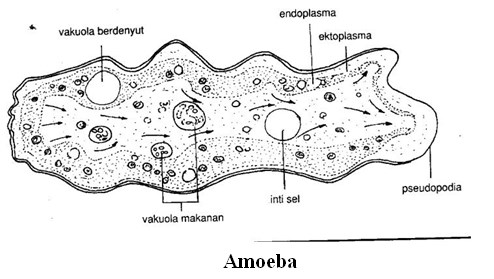 klasifikasi protozoa