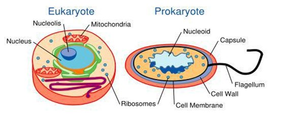 struktur sel prokariotik dan eukarirotik