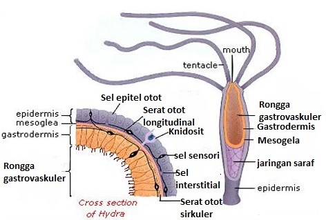 Struktur tubuh Cnidaria