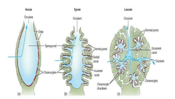 tipe saluran porifera
