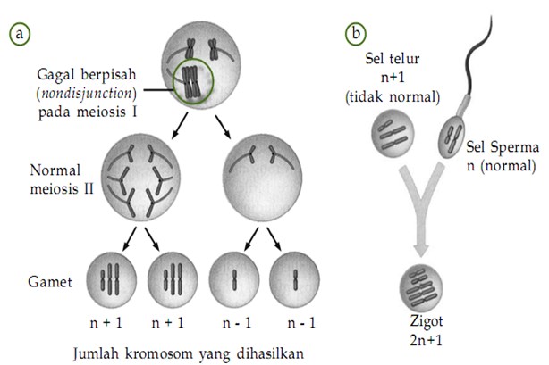 Fertilisasi antara sperma normal