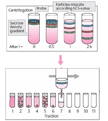 fraksinasi dan pemisahan protein hasil sentrifugasi